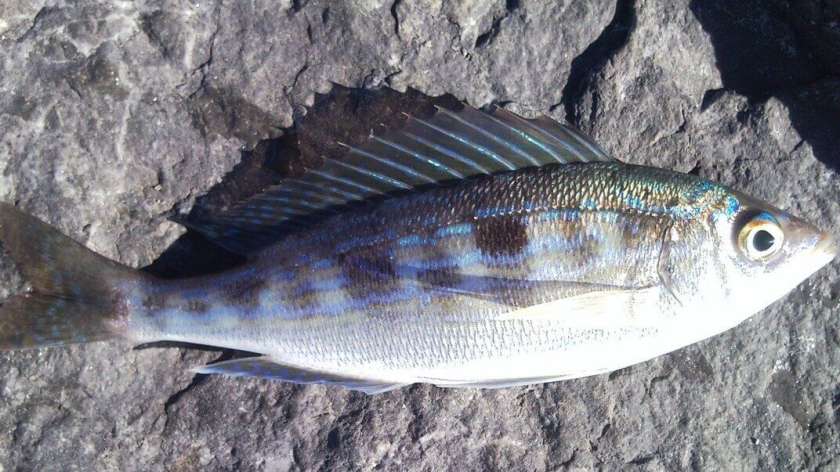 Рыба леврек в турции фото и описание