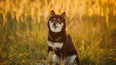 Rüyada Köpek Görmek Ne Anlama Gelir?